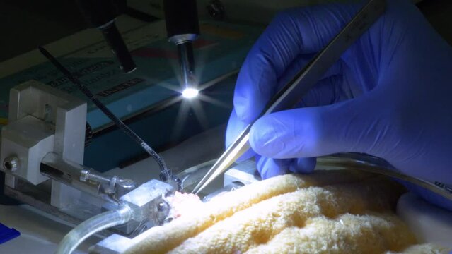 4k real time - hospital staff carrying out medical research in the laboratory with pipettes, test tubes, samples, etc...