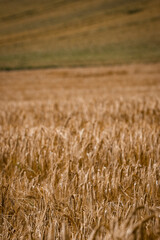 Feld mit Getreide im Sommer, Weizenfeld im Sommer, Feld vor der Ernte 