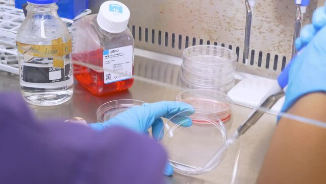 4k real time - hospital staff carrying out medical research in the laboratory with pipettes, test tubes, samples, etc...