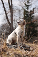 English Setter sitzt auf einem Felden