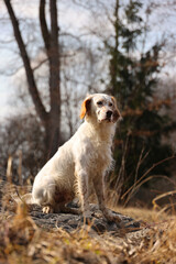 English Setter sitzt auf einem Felden