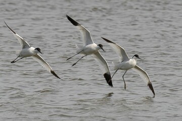 View of the Pied Avocets flying over a lake