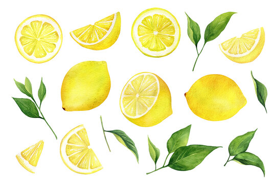 Watercolor lemon set. Half, slice, green leaf, branch of summer tropical fruit. Antiviral health food. Perfect for home decor, card making, cocktail menu.