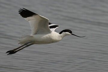 Closeup view of the Pied Avocet flying over a lake