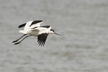 Closeup view of the Pied Avocet flying over a lake
