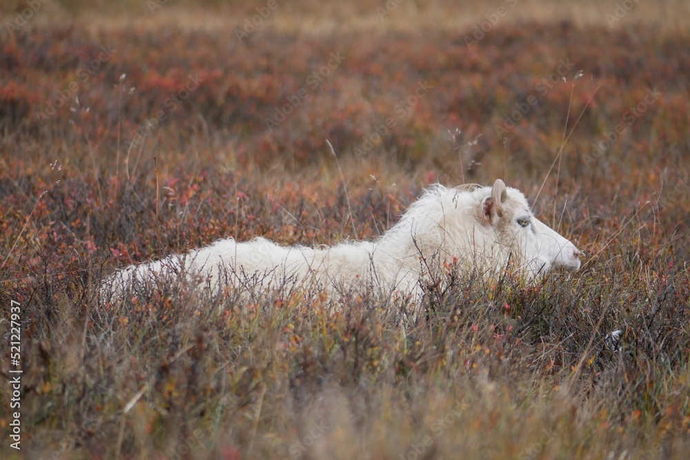 Poster lonely sheep hiding in brown meadow