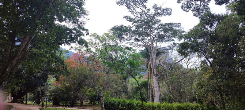 park botanical garden path mall floor ladder stone creek flowers bromeliad orchid leaves vegetation tree palm tropical forest bush ivy lake railing fence arbor Cristo Redentor mountain