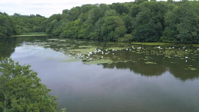 Beautiful view of the Limpet Lake surrounded by green vegetation in Felixstowe