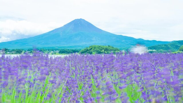 富士山タイムラプス　ラベンダー畑