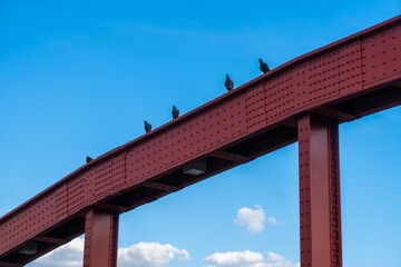 Shot of a pigeons perching on a red bridge