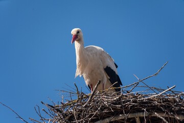 Selective of a white stork (Ciconia ciconia) in a nest