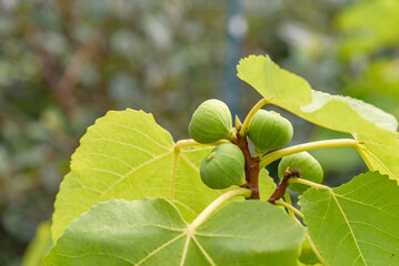 Obraz premium Young fruits of fig, on the tree