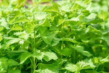 Green Shiso, Perilla frutescens var. crispa