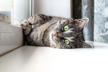 Cute grey tabby cat lies on a window sill, looks straight at the camera