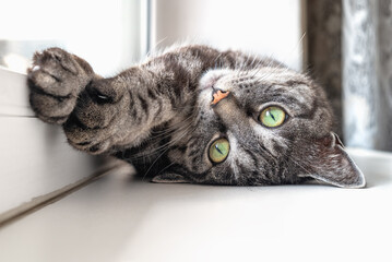 Cute grey tabby cat lies on a window sill, stretches its paws, looks at the camera