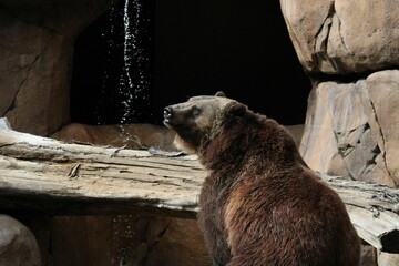 Brown bear in the zoo. Ursus arctos.