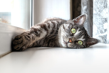 Cute grey tabby cat lies on a window sill, stretches its paws, looks  ahead