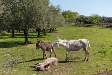 Fototapeta premium drei Esel auf einer Koppel 