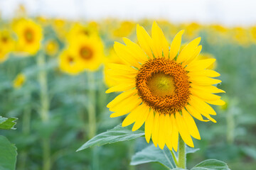 Obraz premium Sunflower fields