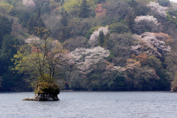 Fototapeta premium 山桜