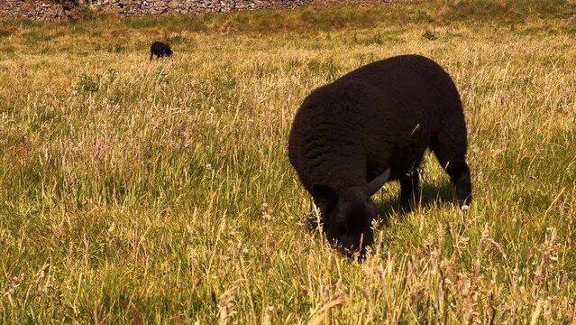 Two black wild sheeps grazing in the wild grass field on a sunny day