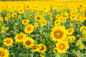 Sunflower fields
