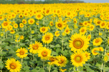 Sunflower fields