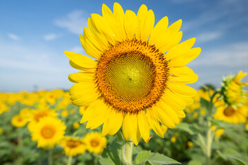 Fototapeta premium Sunflower fields