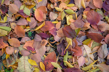 Autumn background from dry autumn leaves. The texture of the leaves.