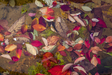 Autumn background of colorful bright leaves on green grass