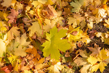 Naklejka na ściany i meble Autumn background of bright yellow maple leaves on dry grass