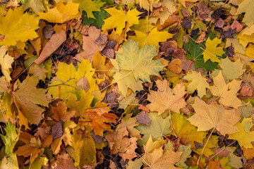 Autumn background of bright yellow maple leaves on dry grass