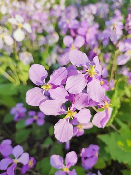 Closeup of Orychophragmus violaceus flowers growing in a garden on a sunny day