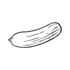 Fresh whole cucumber. Vector black hand drawn vintage isolated illustration