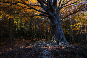 Un haya centenario en un bosque en pleno otoño