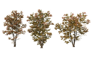 Fototapeta premium Autumn trees on a white background