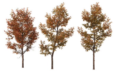 Fototapeta na wymiar Autumn trees on a white background