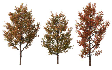 Autumn trees on a white background