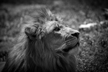 Close-up grayscale of a beautiful calm Barbary lion's face
