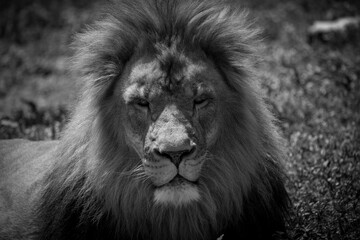 Close-up grayscale of an alluring Barbary lion's face looking to the front