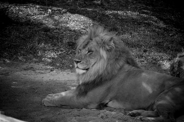 Close-up grayscale of a beautiful calm Barbary lion laying on the soil