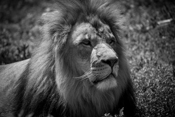 Close-up grayscale of a beautiful calm Barbary lion's face