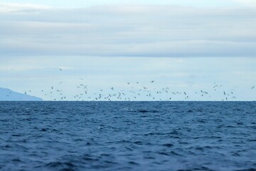 Peaceful seascape with a group of birds flying near the surface in the Philippines