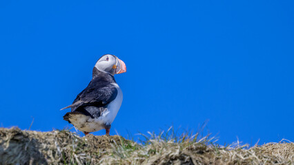 Fratercula arctica, puffin ; Birds of Iceland