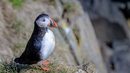 Fratercula arctica, puffin ; Birds of Iceland