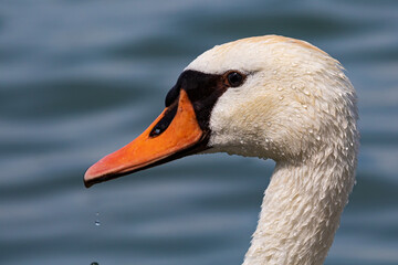 White swan bird on the lake. Swans in the water. Water life and wildlife. Nature photography.