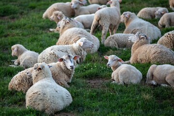 Flock of sheep resting in the meadow