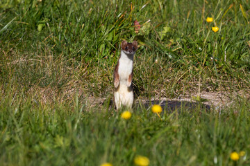 Beech marten. Mammal and mammals. Land world and fauna. Wildlife and zoology.