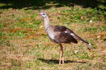 Red-legged seriema