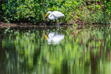 Great egret looking for food along the shore of a pond in City Park, New Orleans, LA, USA